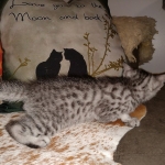 Mau, Silver, Female, DOB 8-24-20