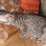 Mau, Silver, Female, DOB 8-24-20