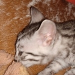 Mau, Silver, Female, DOB 8-24-20