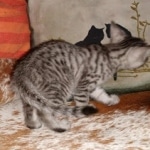 Mau, Silver, Female, DOB 8-24-20