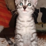 Mau, Silver, Female, DOB 8-24-20