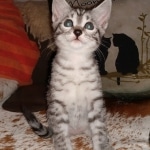 Mau, Silver, Female, DOB 8-24-20