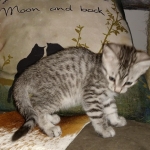 Mau, Silver, Female, DOB 8-24-20