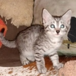 Mau, Silver, Female, DOB 8-24-20
