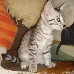 Mau, Silver, Female, DOB 8-24-20