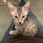 Frankie, Mau, Silver, Female, DOB 8-24-20