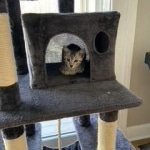 Frankie, Mau, Silver, Female, DOB 8-24-20