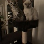 Frankie, Mau, Silver, Female, DOB 8-24-20