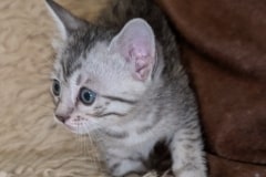 Egyptian Mau Silver female DOB 8-7-25