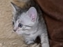 Egyptian Mau Silver female DOB 8-7-25