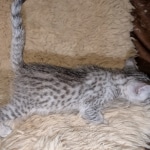 Silver-Female-Mau-kitten