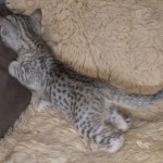 Silver-Female-Mau-kitten