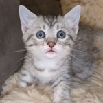 Silver-Female-Mau-kitten