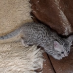 Silver-Female-Mau-kitten