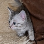 Silver-Female-Mau-kitten