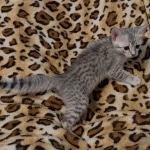 Silver-Female-Mau-Kitten-2-Copy