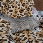 Silver-Female-Mau-Kitten-3-Copy