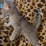 Silver-Female-Mau-Kitten-4-Copy