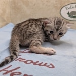 Silver-Female-Mau-kitten