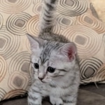 Silver-Mau-female-kitten-1