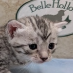 Silver-Mau-female-kitten-a