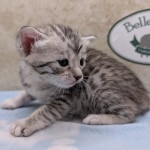 Silver-Mau-female-kitten-b