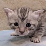 Silver-Mau-female-kitten-c