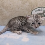 Silver-Mau-female-kitten