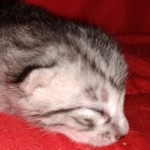 Mau, Silver, Female, DOB 8-9-20