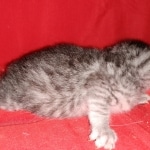 Mau, Silver, Female, DOB 8-9-20