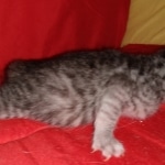 Mau, Silver, Female, DOB 8-9-20