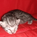 Mau, Silver, Female, DOB 8-9-20