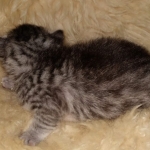 Mau, Silver, Female, DOB 8-9-20