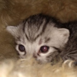 Mau, Silver, Female, DOB 8-9-20