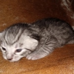 Mau, Silver, Female, DOB 8-9-20