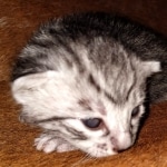 Mau, Silver, Female, DOB 8-9-20