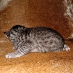 Mau, Silver, Female, DOB 8-9-20