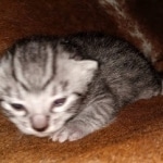 Mau, Silver, Female, DOB 8-9-20