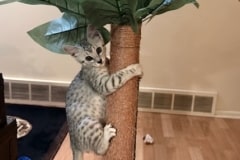 Khepresh Egyptian Mau silver female DOB 9-11-24