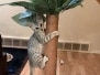 Khepresh Egyptian Mau silver female DOB 9-11-24