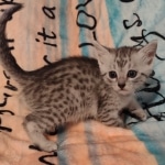 Silver-Mau-kitten-female-a