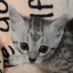 Silver-Mau-kitten-female-b