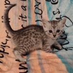 Silver-Mau-kitten-female