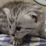 silver-girl-Mau