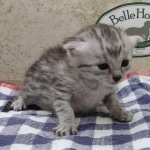 silver-girl-Mau