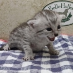 silver-girl-Mau