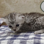 silver-girl-Mau