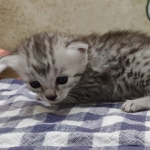 silver-girl-Mau