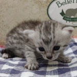 silver-girl-Mau