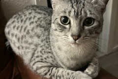 Nuit Egyptian Mau Silver female DOB 9-19-23
